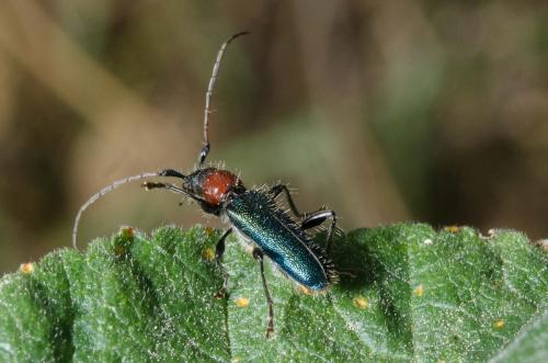 Certallum ebulinum
