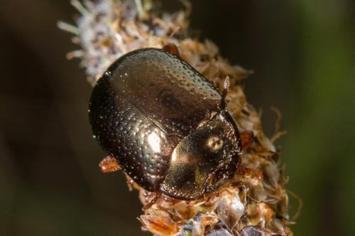 Chrysolina bankii