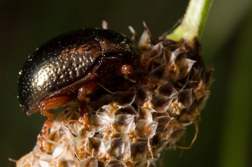 Réf. 160 393 : Chrysolina bankii