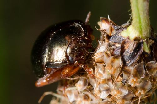 Réf. 160 394 : Chrysolina bankii