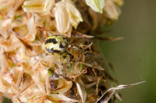 Réf. 160 391 : Neoscona adianta