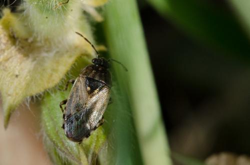 Platyplax salviae