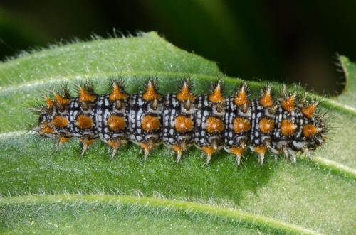 Melitaea didyma
