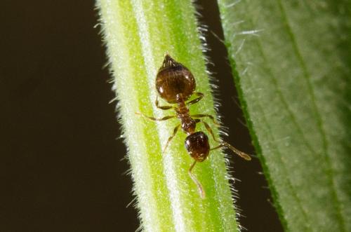 Réf. 160 309 : Crematogaster sordidula