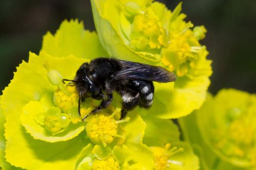 Réf. 160 584 : Andrena albopunctata