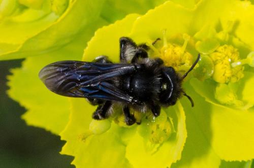 Réf. 160 585 : Andrena albopunctata