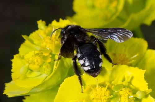 Réf. 160 586 : Andrena albopunctata