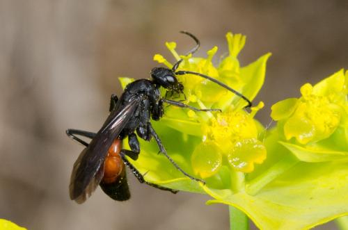 Priocnemis sp.
