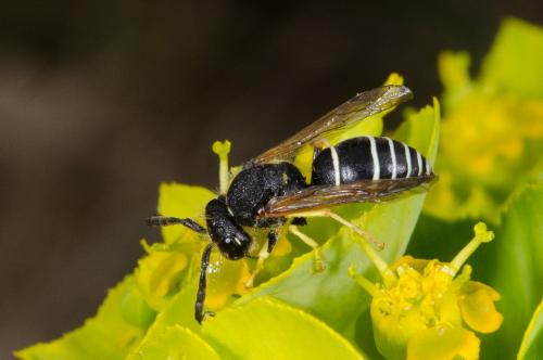 Odynerus melanocephalus