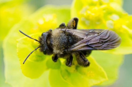 Andrena morio