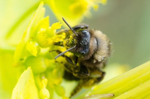 Réf. 160 968 : Andrena morio