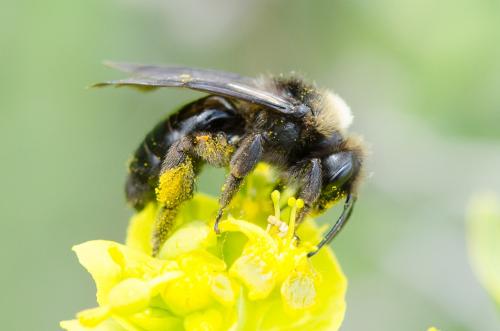 Réf. 160 967 : Andrena morio