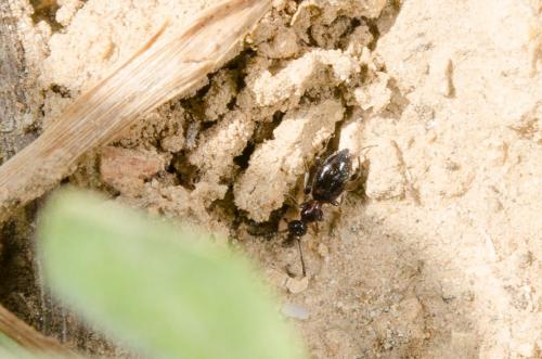 Anthelephila pedestris