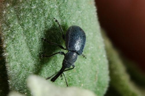 Réf. 160 844 : Mesauletobius pubescens