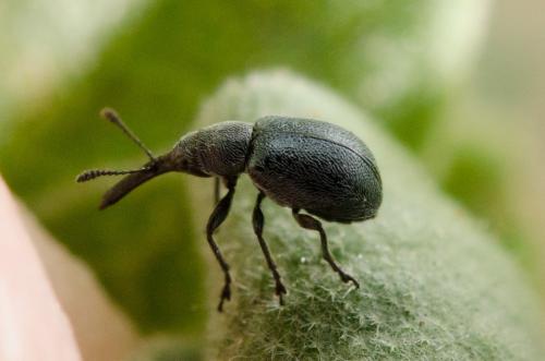 Mesauletobius pubescens