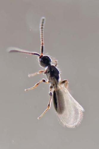 Réf. 160 514 : Trichopria sp.