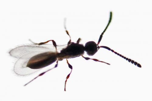 Trichopria sp.