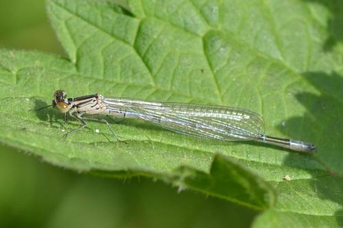 Réf. 160 216 : Coenagrion puella