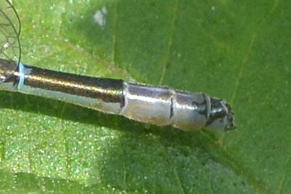 Coenagrion puella