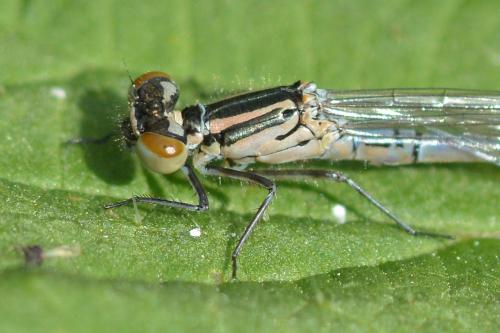 Coenagrion puella