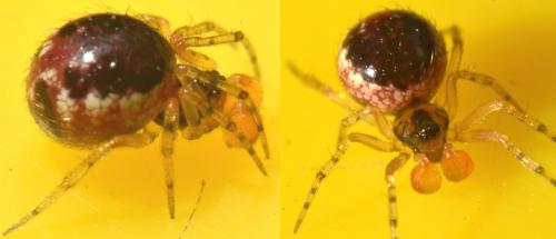 Réf. 160 641 : Sardinidion blackwalli