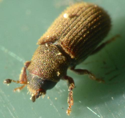 Kissophagus vicinus