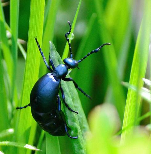 Réf. 160 782 : Meloe violaceus