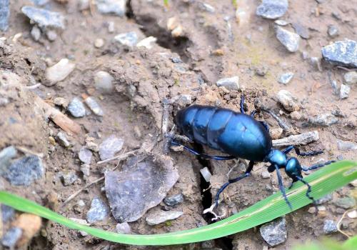 Meloe violaceus