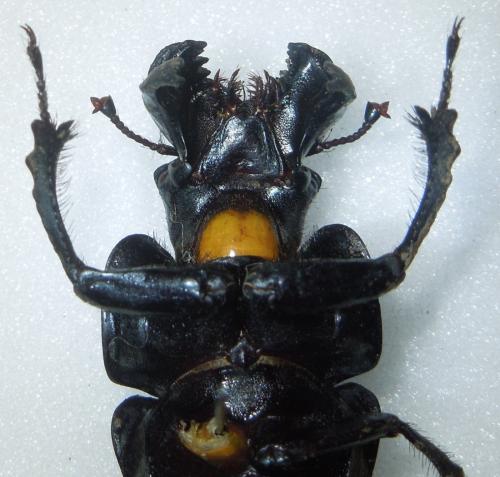 Réf. 160 363 : Lethrus halkidikiensis