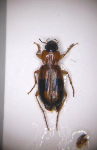 Badister lacertosus