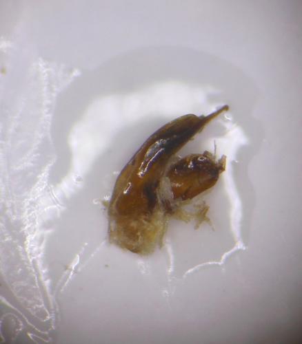 Badister lacertosus