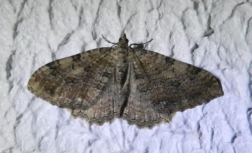 Hydria cervinalis