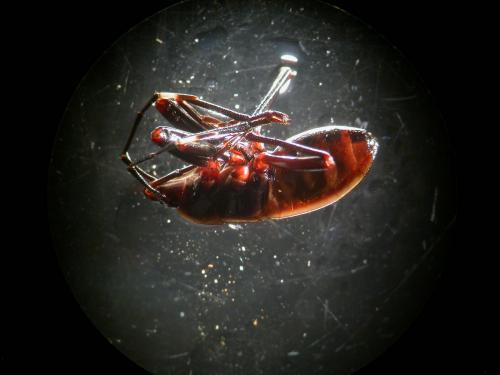 Physopeltinae