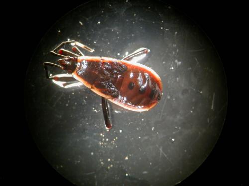 Physopeltinae
