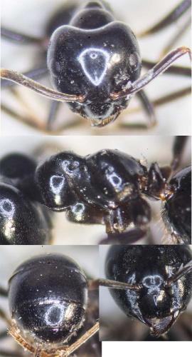 Lasius fuliginosus