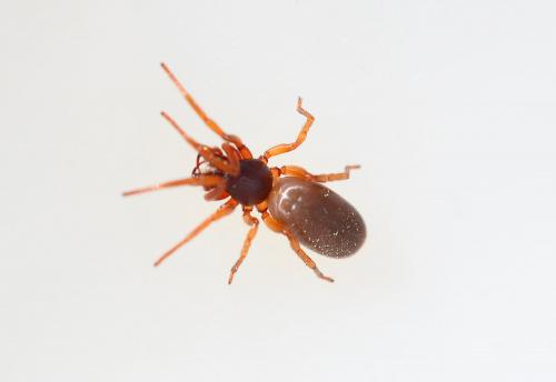 Réf. 160 053 : Dysdera sp.