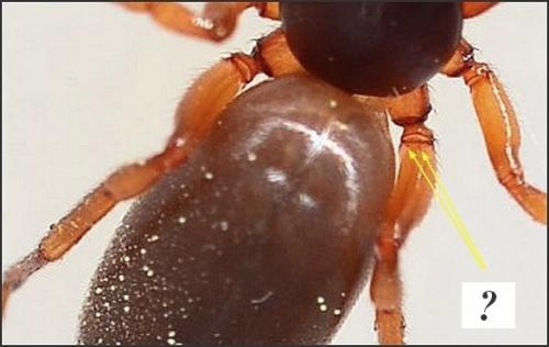 Dysdera sp.