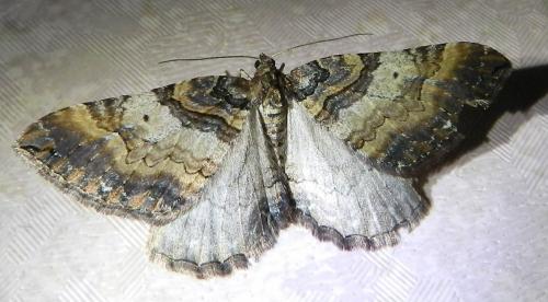 Earophila badiata