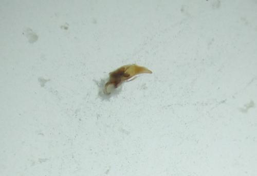 Asaphidion stierlini
