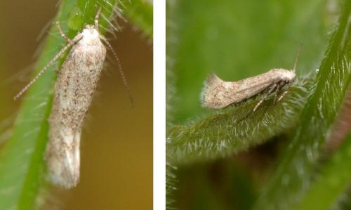 Elachista sp.