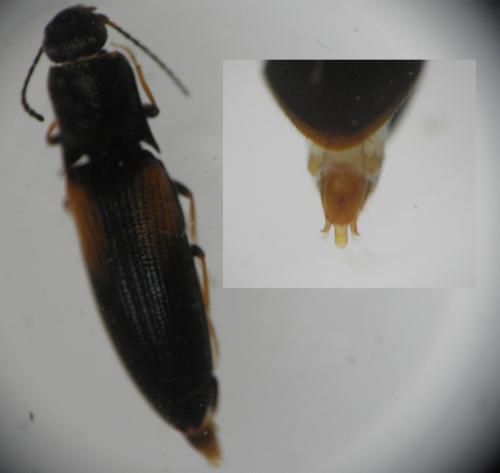 Idolus picipennis