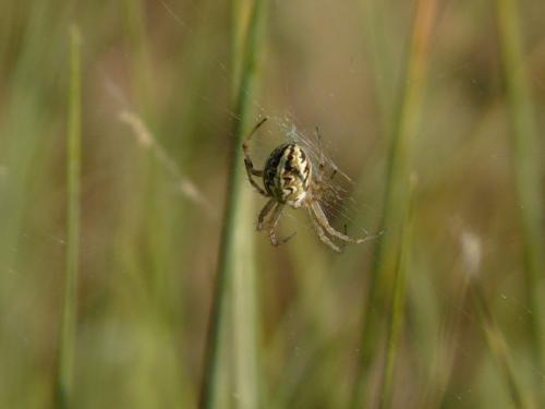 Réf. 160 082 : Neoscona adianta