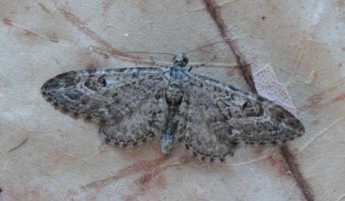 Réf. 160 236 : Eupithecia nanata
