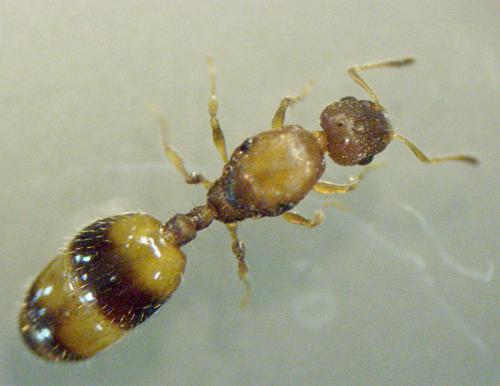 Réf. 160 349 : Temnothorax sp.