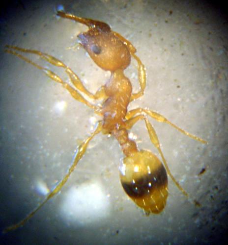 Réf. 160 350 : Temnothorax sp.