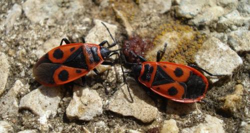 Réf. 160 286 : Pyrrhocoris apterus
