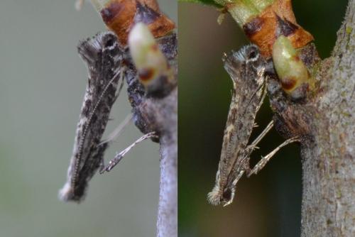 Parornix sp.