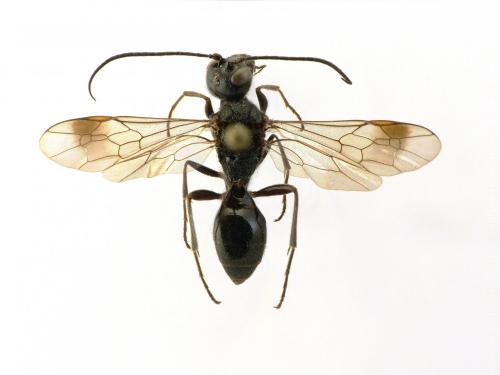 Réf. 160 615 : Trigonalis hahnii