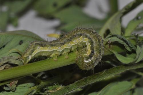 Helicoverpa armigera