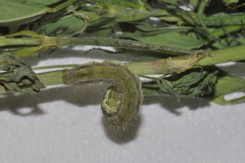 Helicoverpa armigera